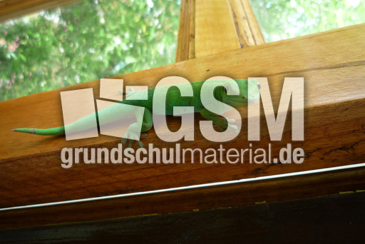 Grüner Seychellengecko -1.jpg